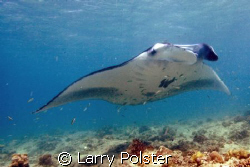 Very special Manta cleaning station, 4 to 5 meters of wat... by Larry Polster 